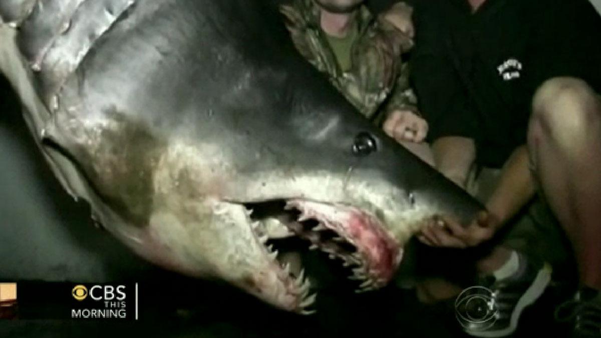 Giant Shark Caught off Calif. Coast Breaks Record