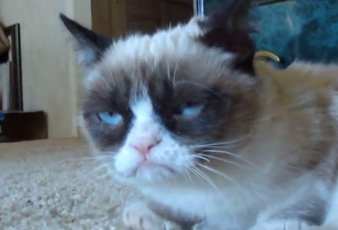 Grumpy Cat Coffee to be Sold Next Month