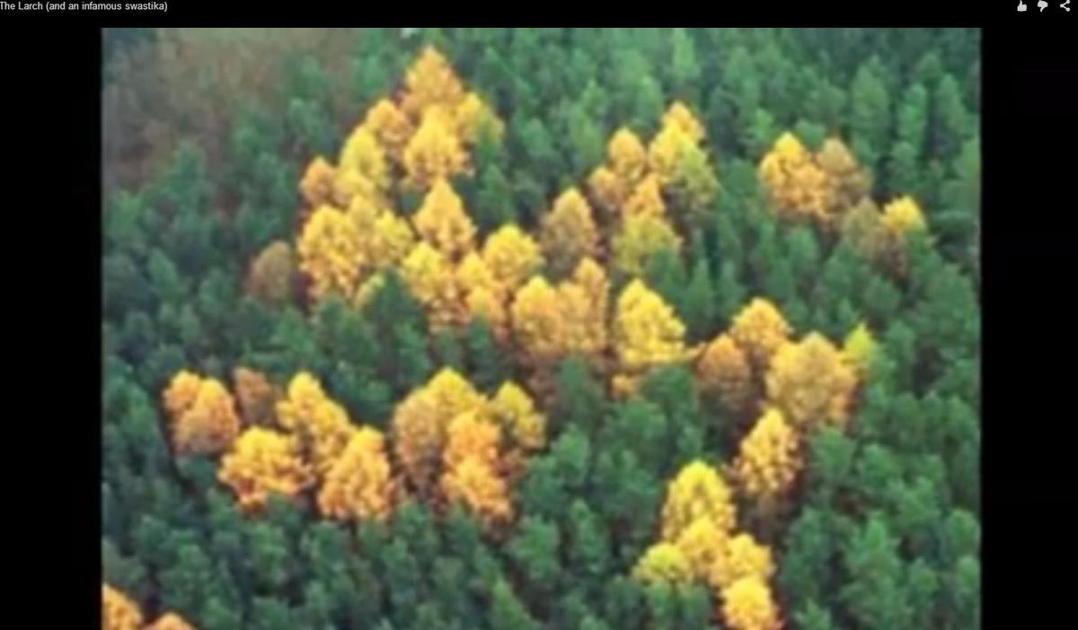 ‘Forest Swastikas’ in Germany a Cause for Concern for Some (+Photo)