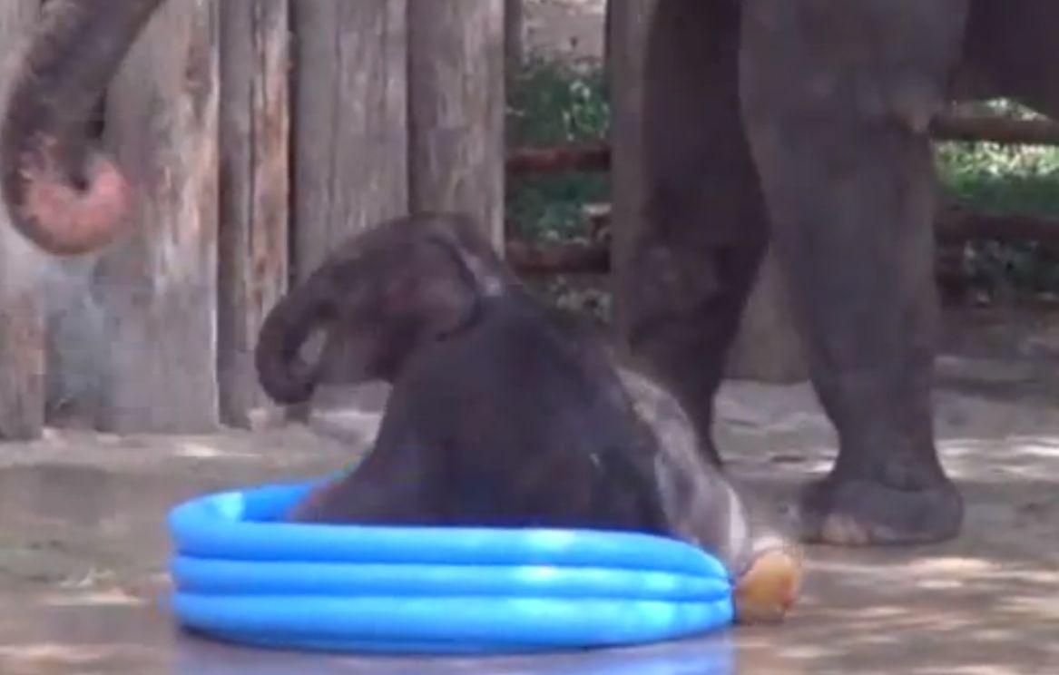 Baby Elephant in Pool: Video Newborn Belle Goes Viral