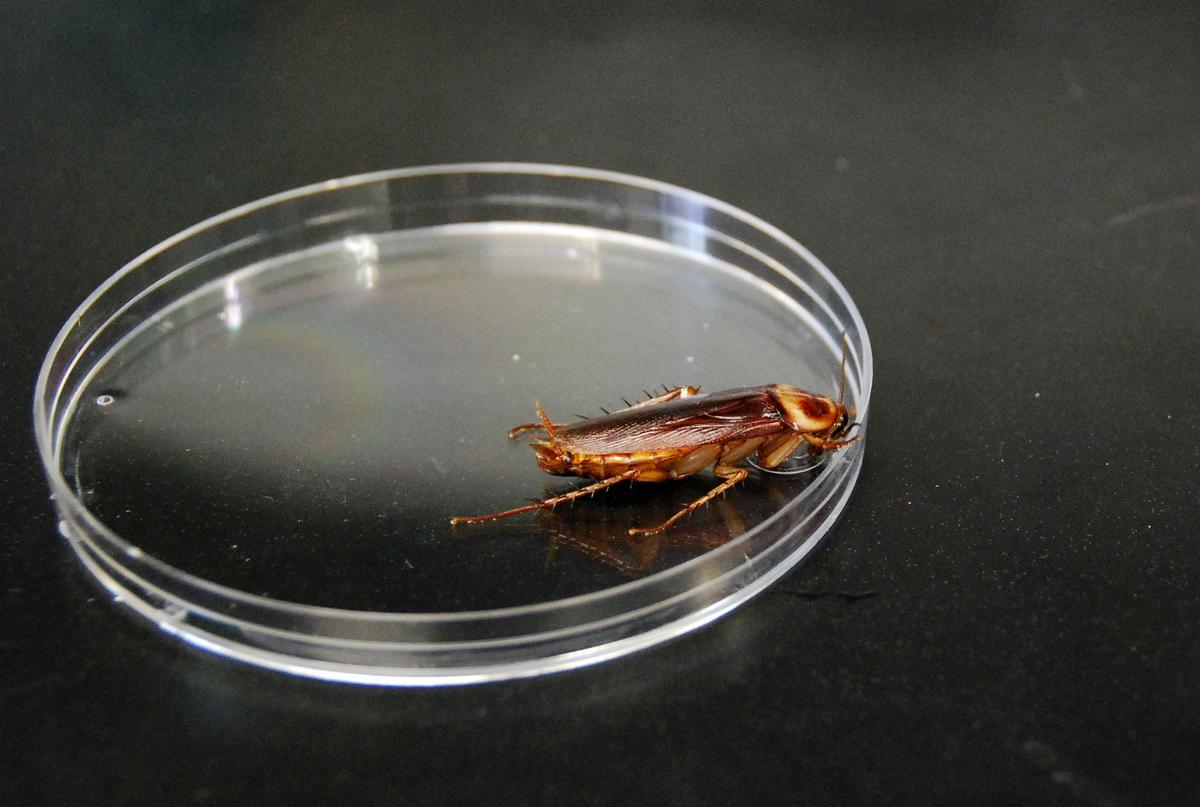 It’s So Hot Right Now, Cockroaches May Fly