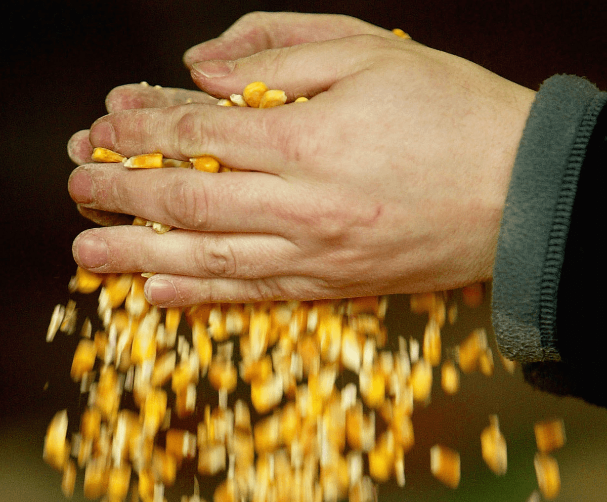 Top Five GMO Failures 