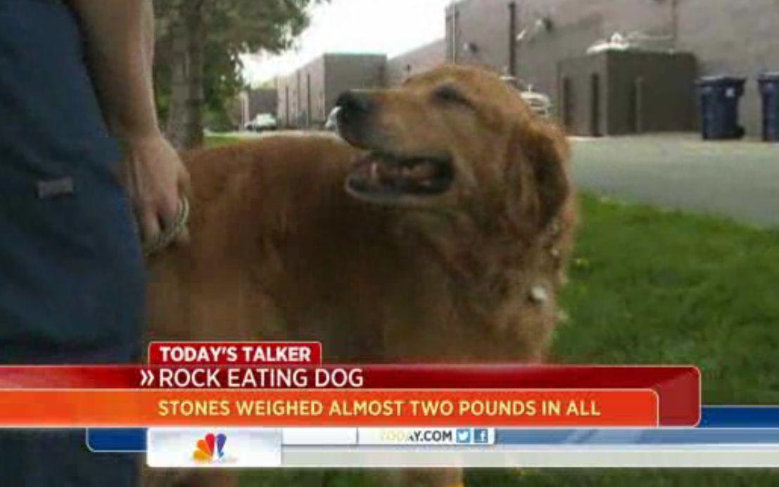 Dog Eats 16 Rocks, Is Expected to Survive After Surgery