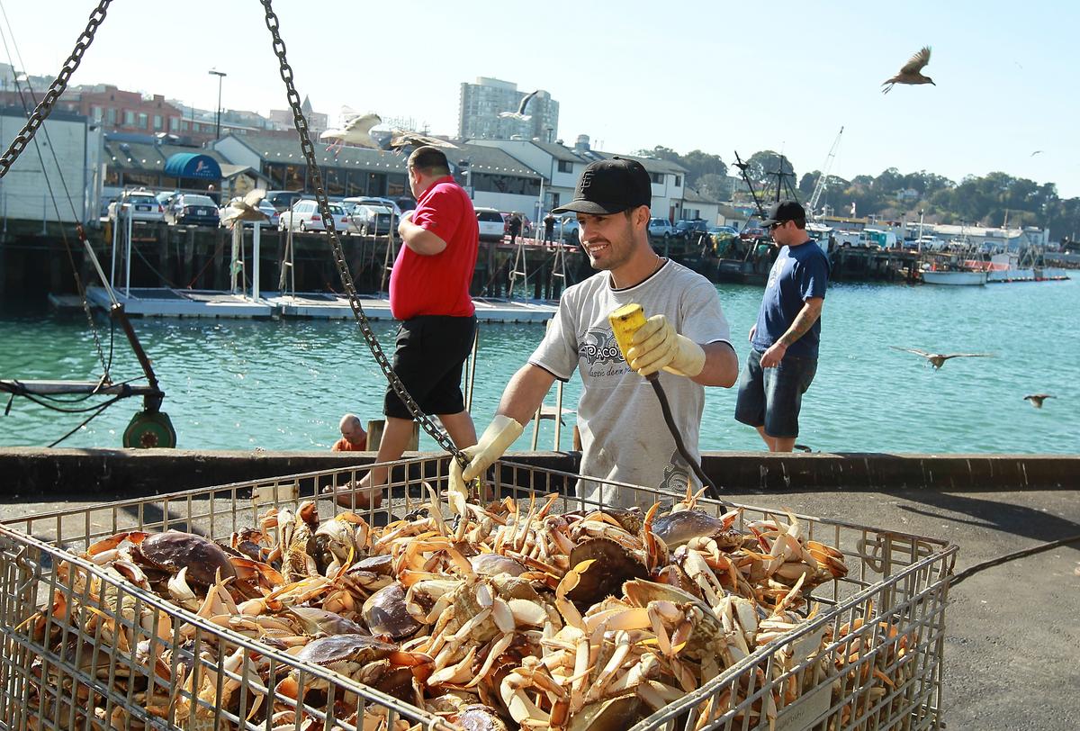 California Dungeness Crab Fishery Opens Jan. 5