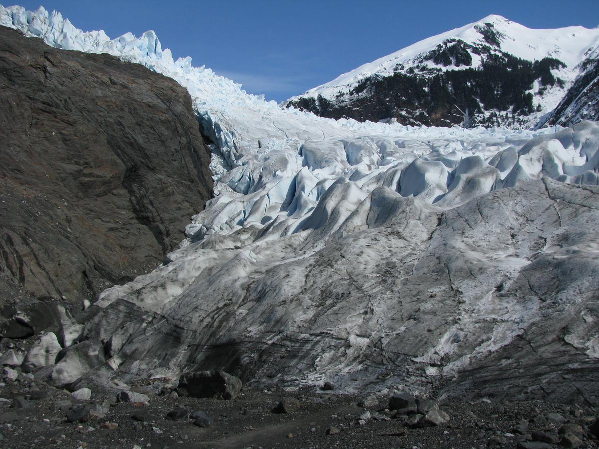 Alaska Glacier Thaws: Ancient Forests Uncovered as Mendenhall Glacier Retreats