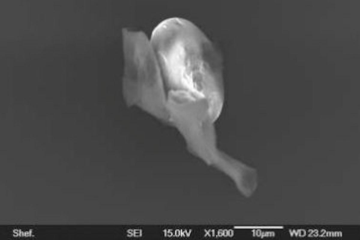 Alien Life Arrives on Comets?—A Controversial Study