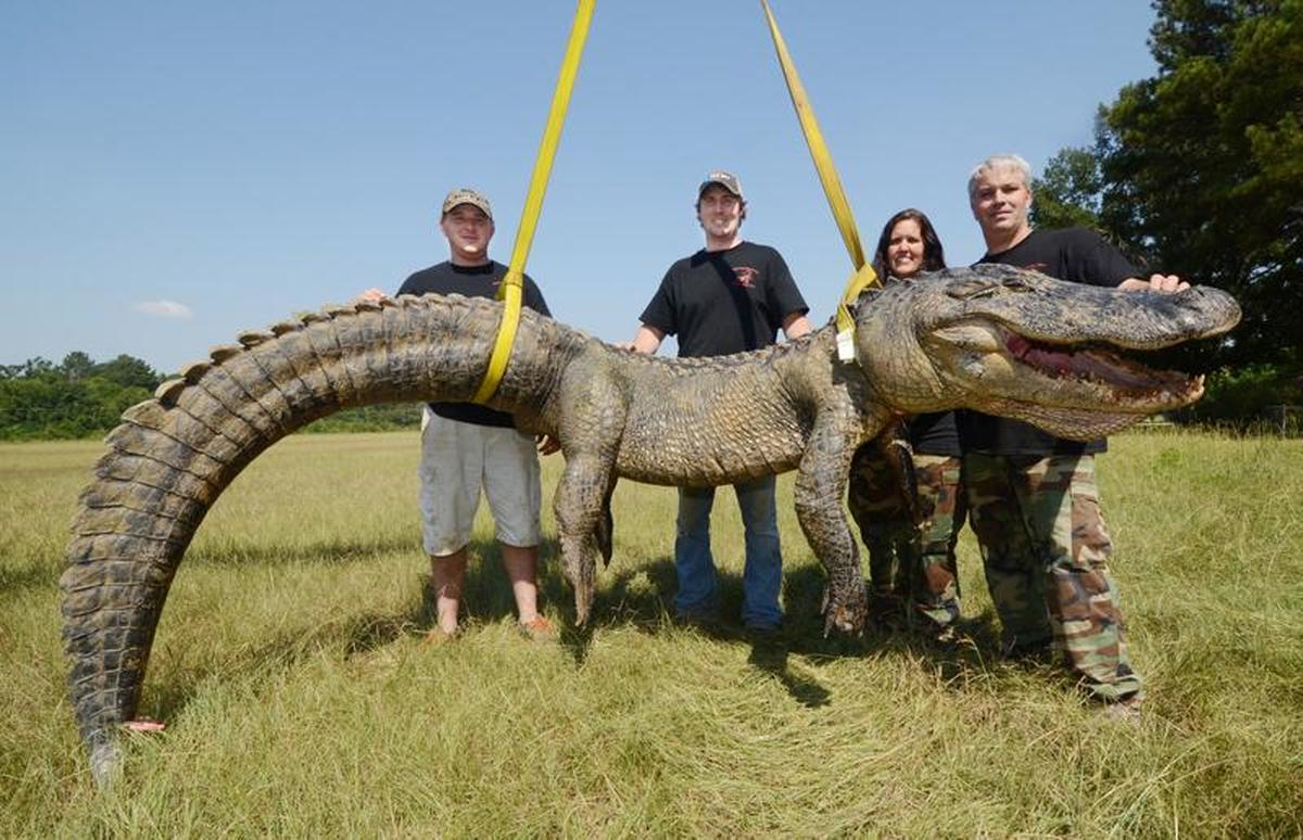 741-Pound Alligator Caught in Mississippi (+Photo)