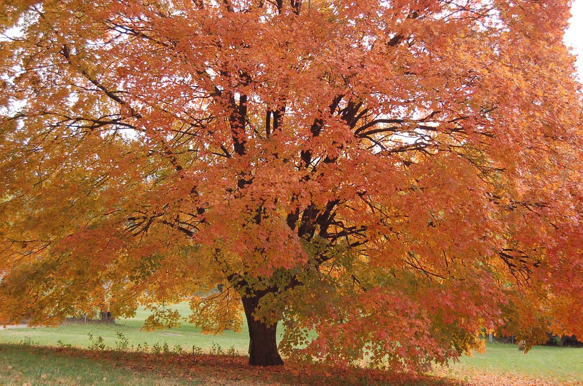 How to Track Fall Colors (Photo Gallery)