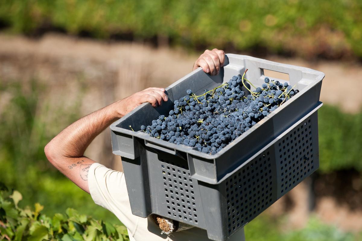 Is a Global Wine Shortage Imminent? No, Experts Say