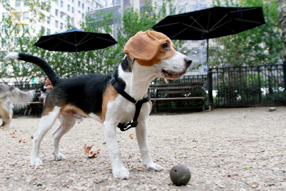 Tales From the Dog Run: Achilles