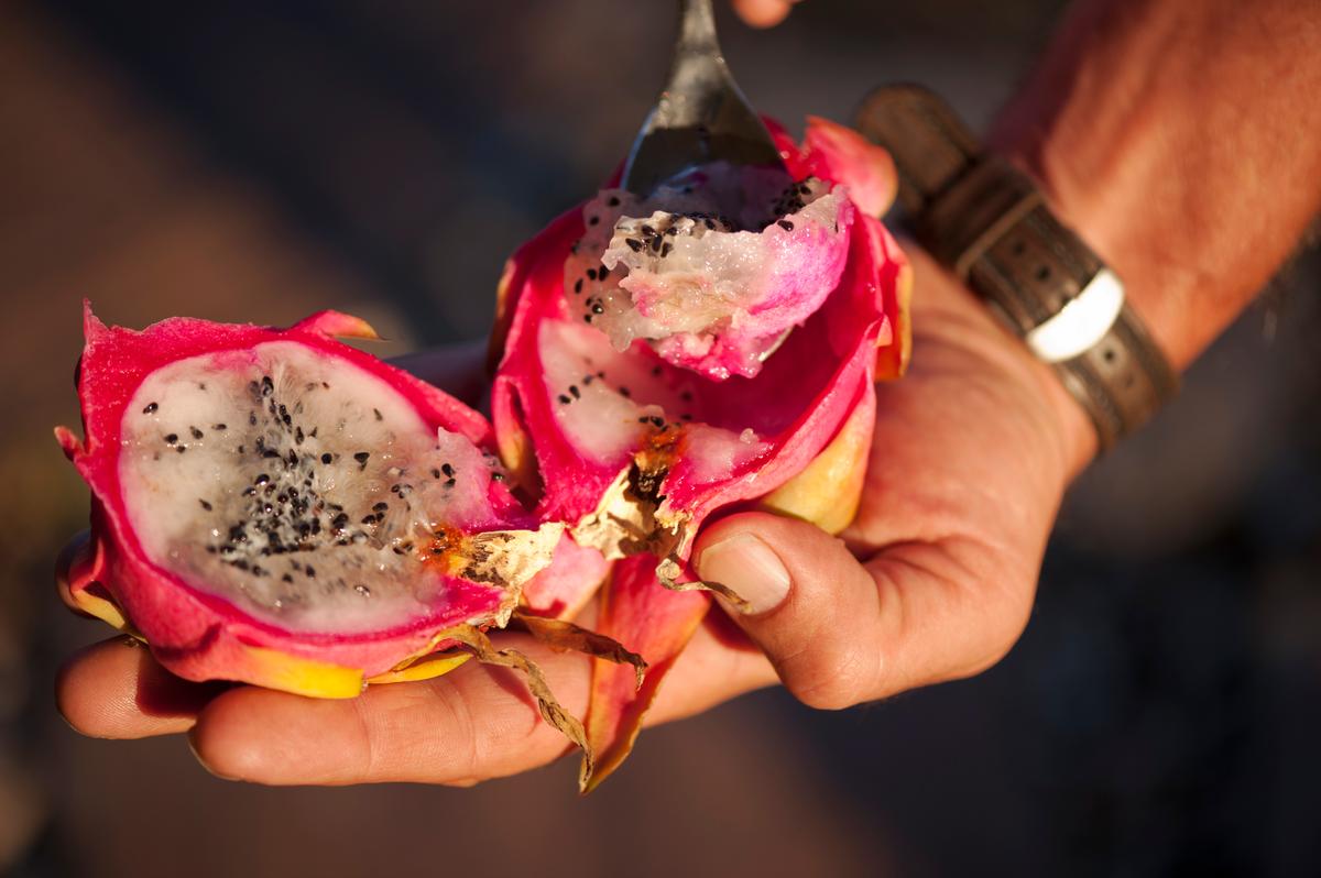 The Overnight Sensation of the Dragon Fruit (Photo Gallery)