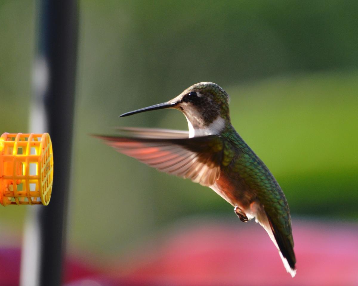 Hummingbird Migration Is On: 10 Big Facts About These Tiny Birds  (Photo Gallery) 