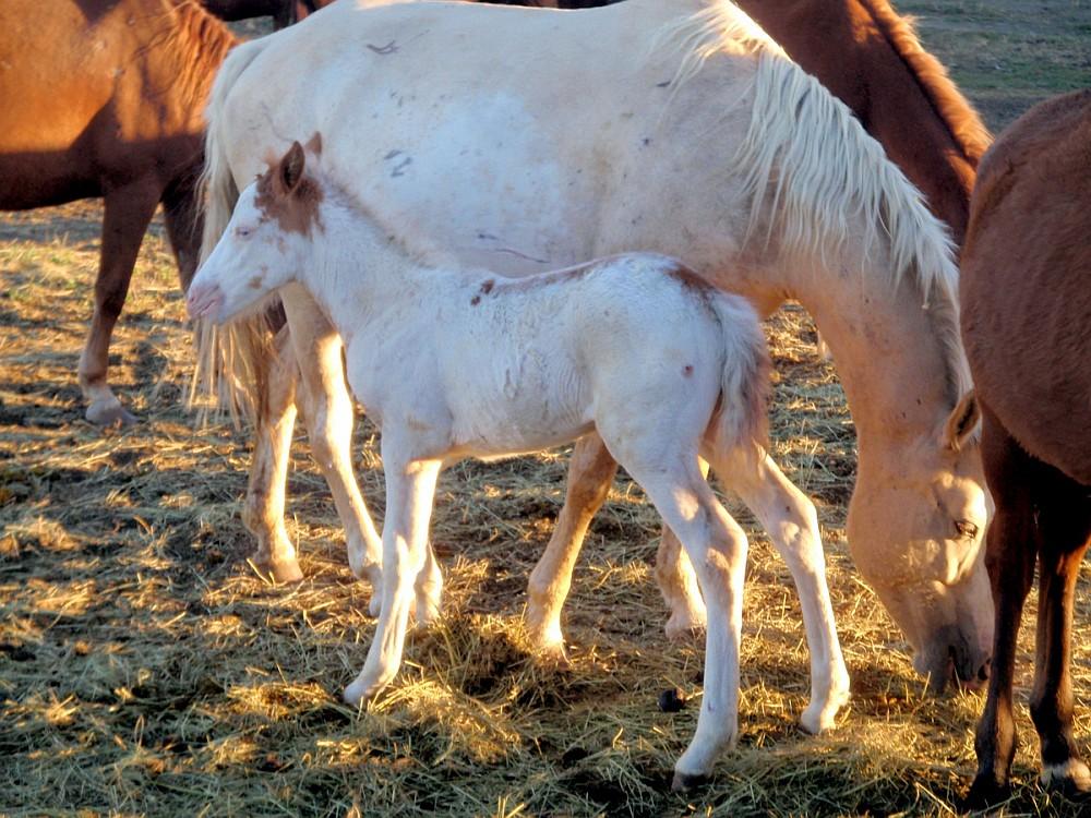 The Little Medicine Hat