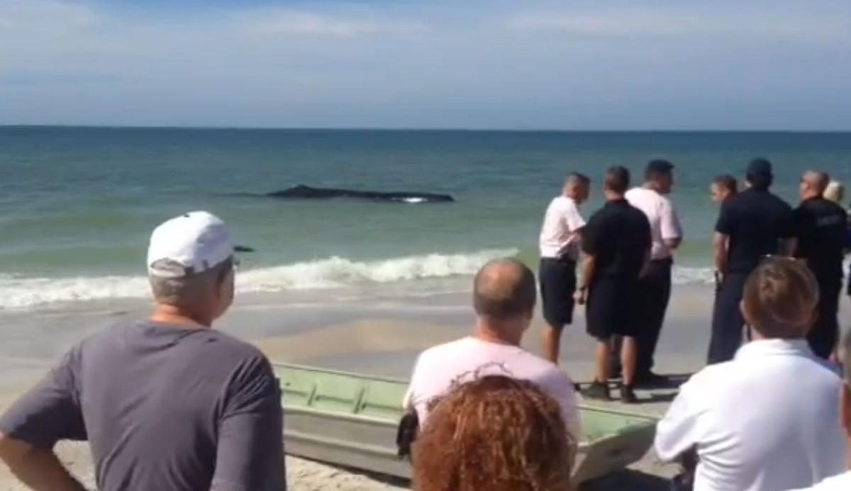 Florida: Beached Sperm Whale Near Madeira Beach