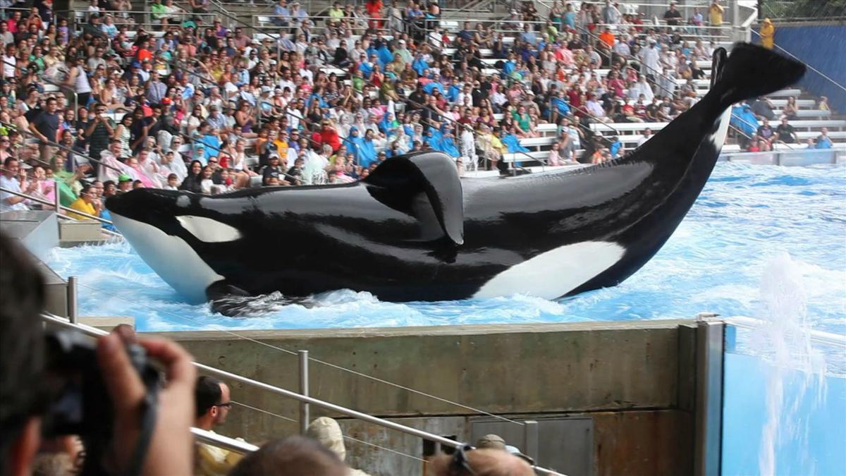Blackfish Documentary Release Date US: Orca Movie Showing in Theaters Soon