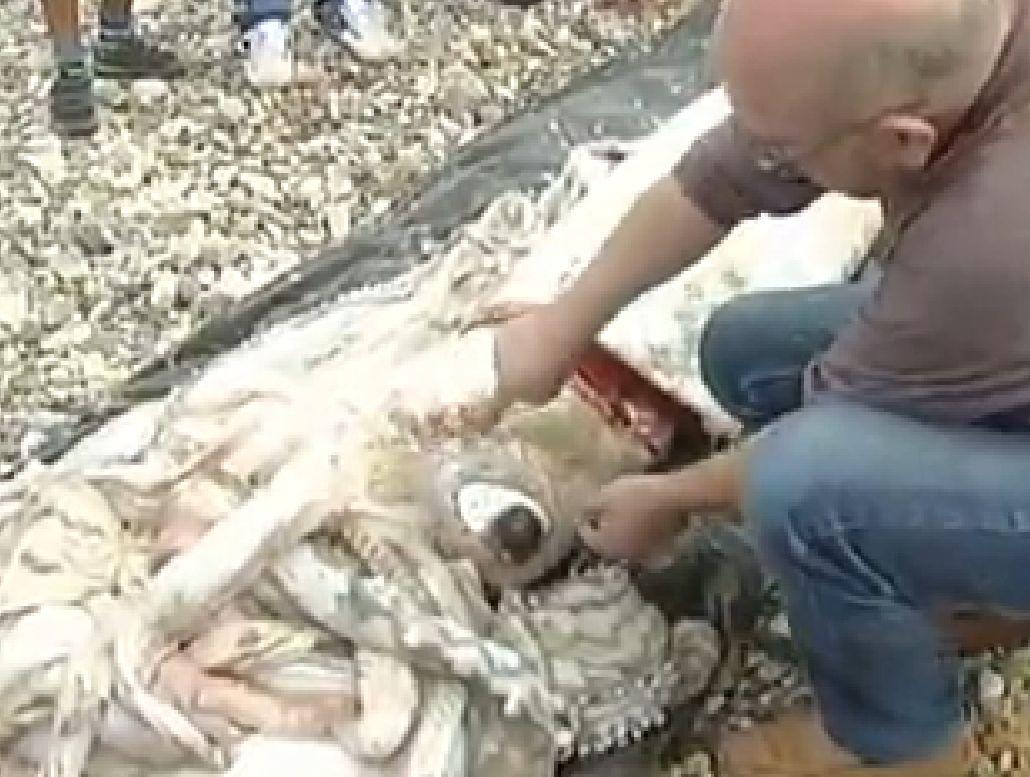 Giant Squid Washes up on Cantabria Beach in Spain (+Photo)