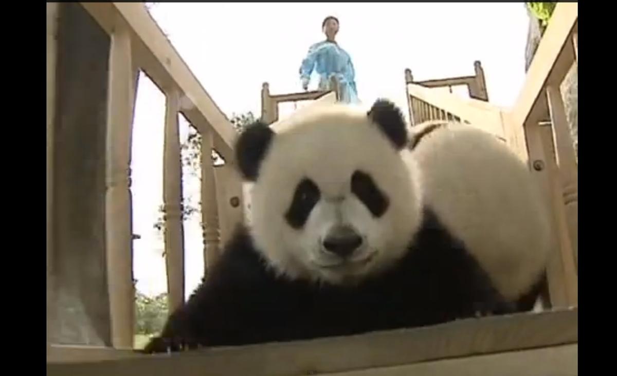 Super Cute Pandas Playing on Slide (+Video)