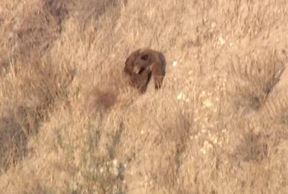 Pasadena: Bear Wandering Near Rose Bowl, 210 Freeway 