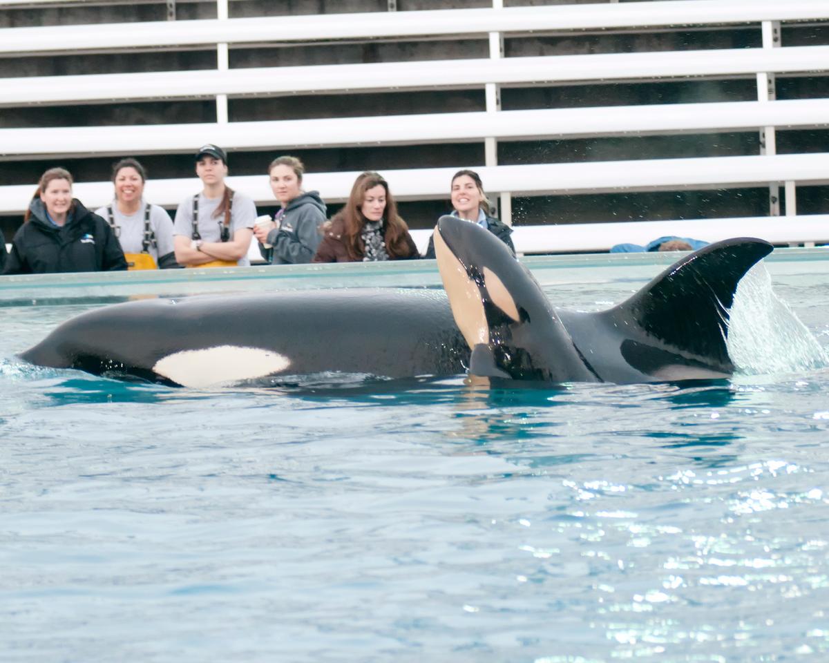 SeaWorld Contact Ban: Officials Trying to Overturn Whale-Trainer Contact Ban