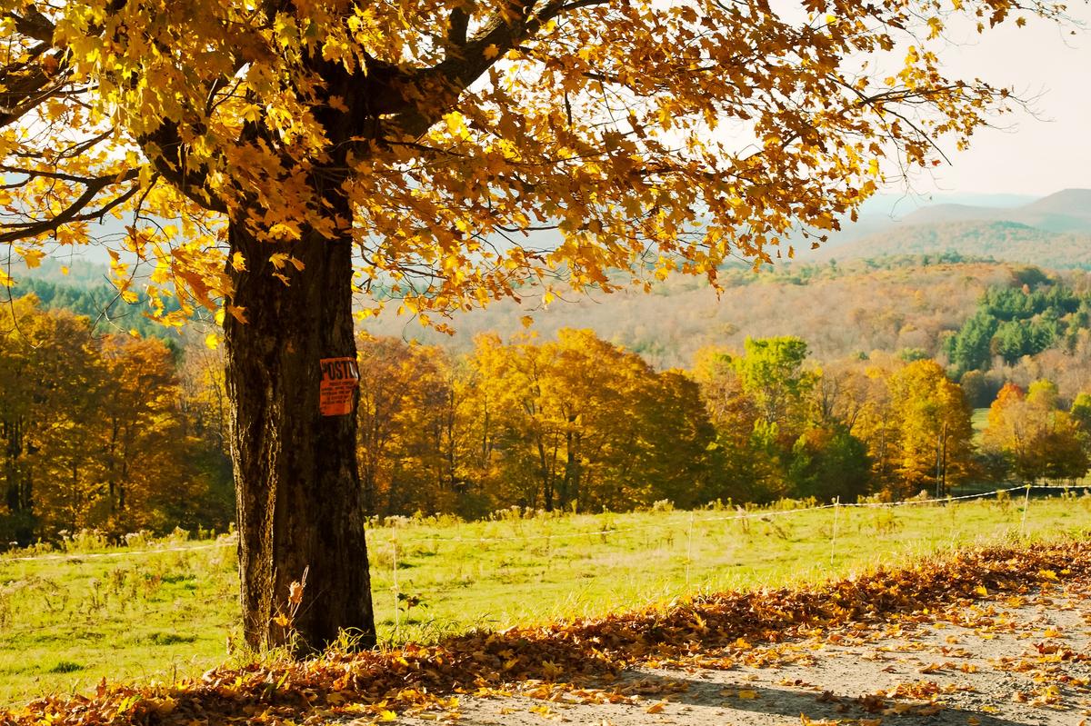 How to Take Great Photos: Landscapes and Foliage