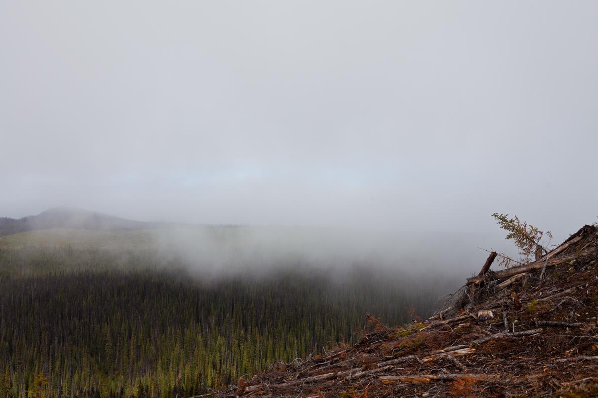 Laughing With Thunder: A Treeplanter’s Tale