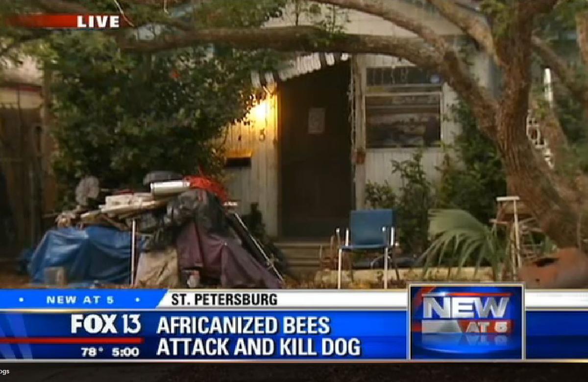 Tampa: Killer Bees Kill Pit Bull, Injure Another