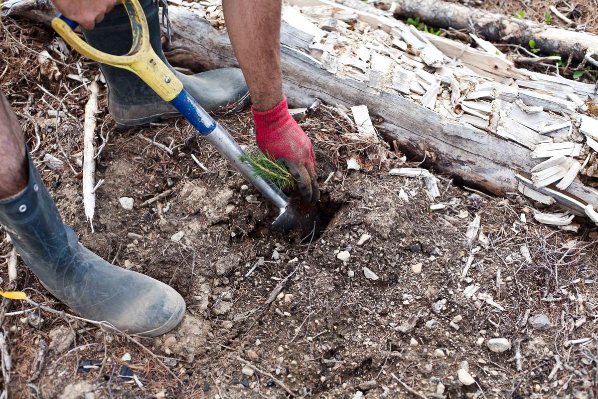 Ottawa’s ‘2 Billion Trees’ Plan Will Take Decades to Produce Emissions Benefits, Gov’t Official Says