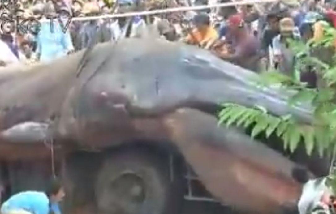 ‘Vietnam Monster’ Appears in Southeast Asia; Is it a Whale? (+Video)