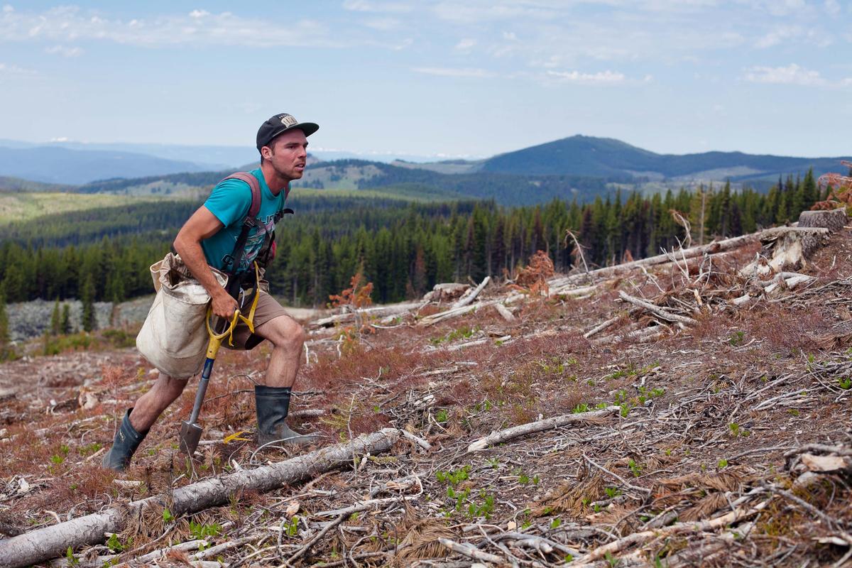 Diary of a Canadian Treeplanter: Best, Worst Job Ever