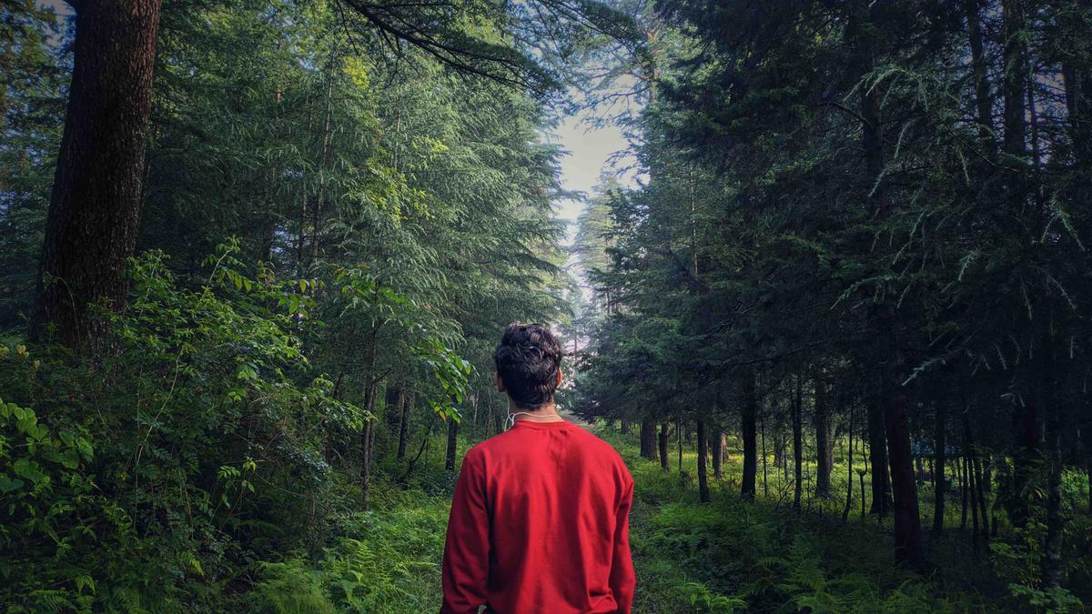 Pilot Crashes, Sees Own Body Hanging in Trees: Near-Death Experience