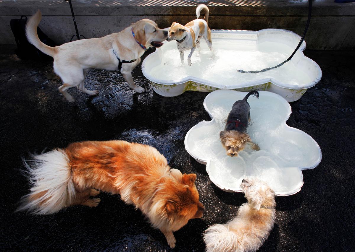 Cats Vs. Dogs - Who Wins? 