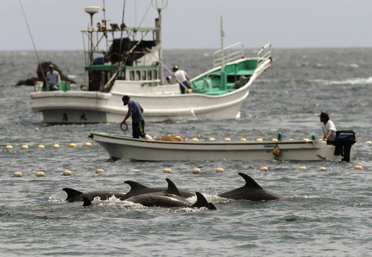 Should Japan Stop Its Annual Dolphin Hunt?