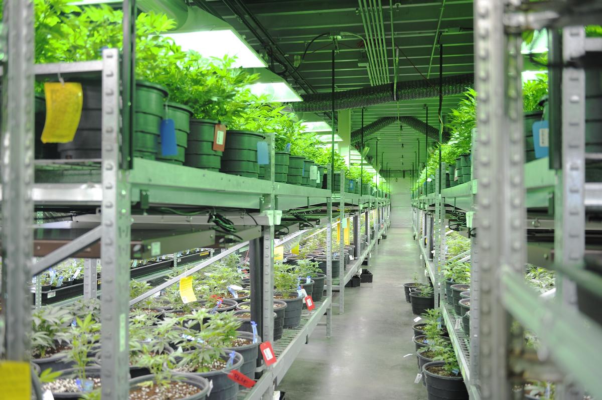 High Potency ‘Skunk’ Marijuana Linked to Psychotic Disorders, Study Finds