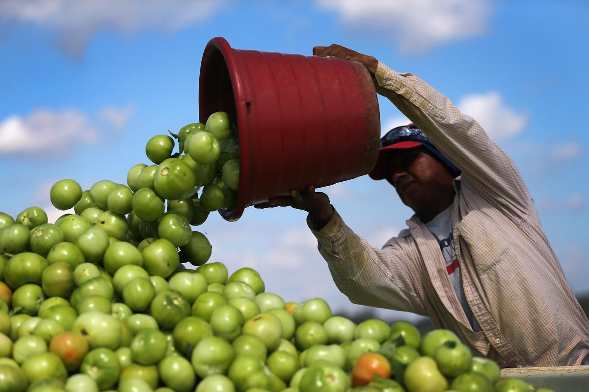Walmart to Pay Florida Tomato Growers a Penny a Pound More