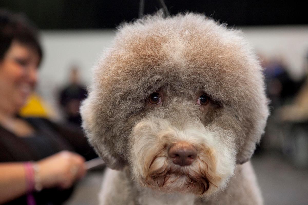 Highlights From the Westminster Kennel Club Show (Photos)