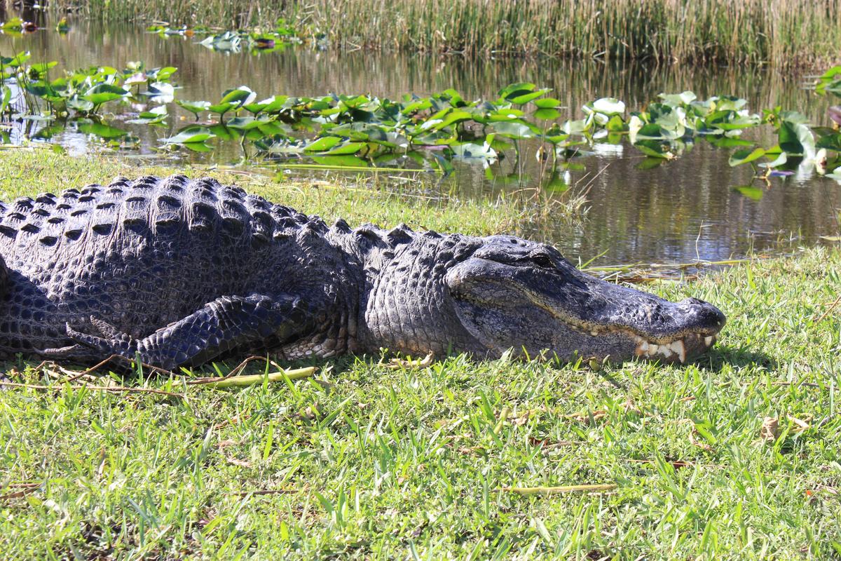 12-Foot-Long Alligator Captured in Texas Shopping Center