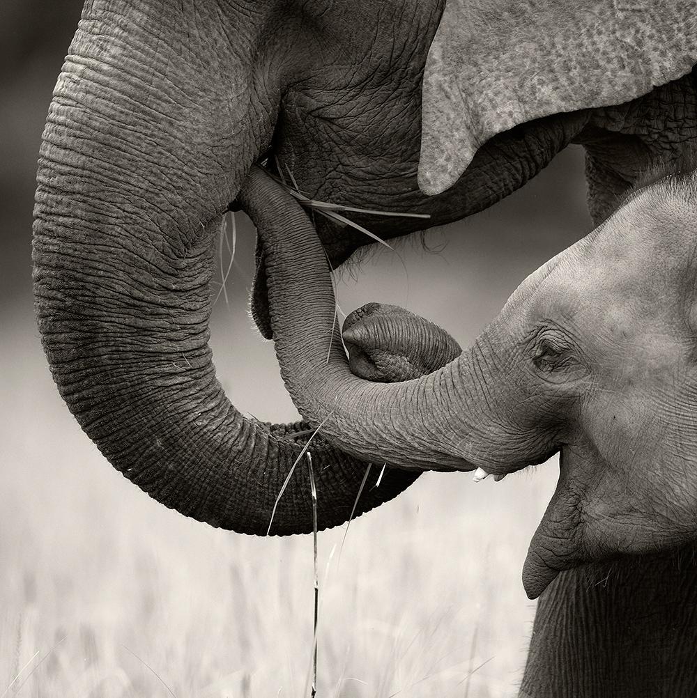 Indian Photographer Discovers Inspiring Poetry in the Wild (Photos)