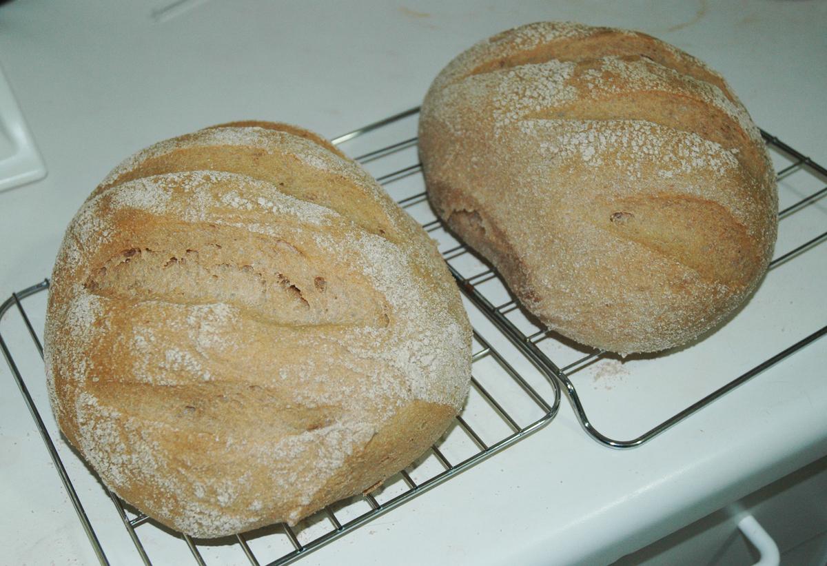 Wild Sourdough From Your Own Backyard