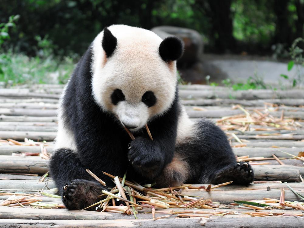 Panda Mom Nurtures Incredibly Tiny Panda Cub Born in Japanese Zoo