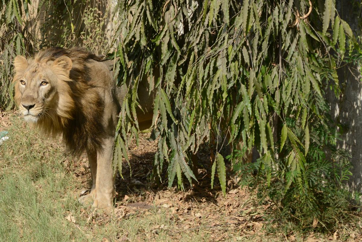India Railways Protect Asiatic Lions on the Tracks