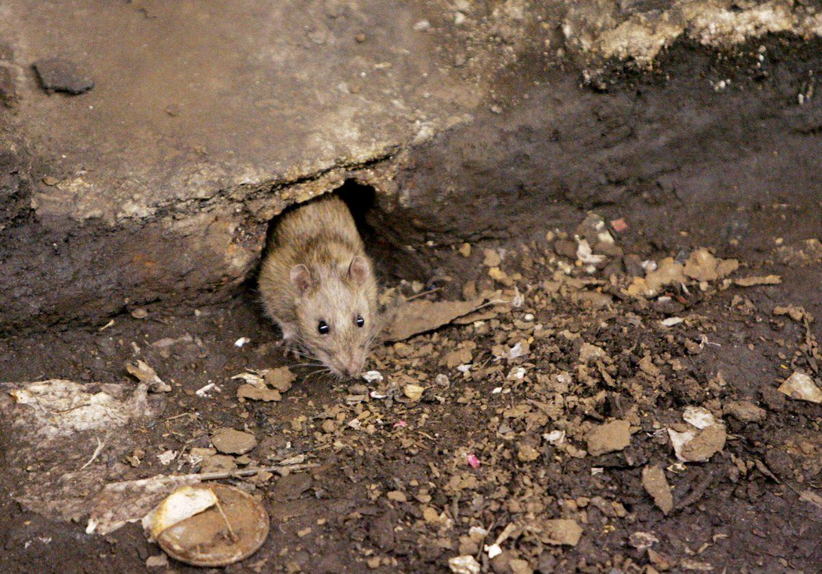 Rodents are considered the primary spreaders of hantavirus. A rat is seen Brooklyn, in this file photo. (Julie Jacobson/AP Photo)