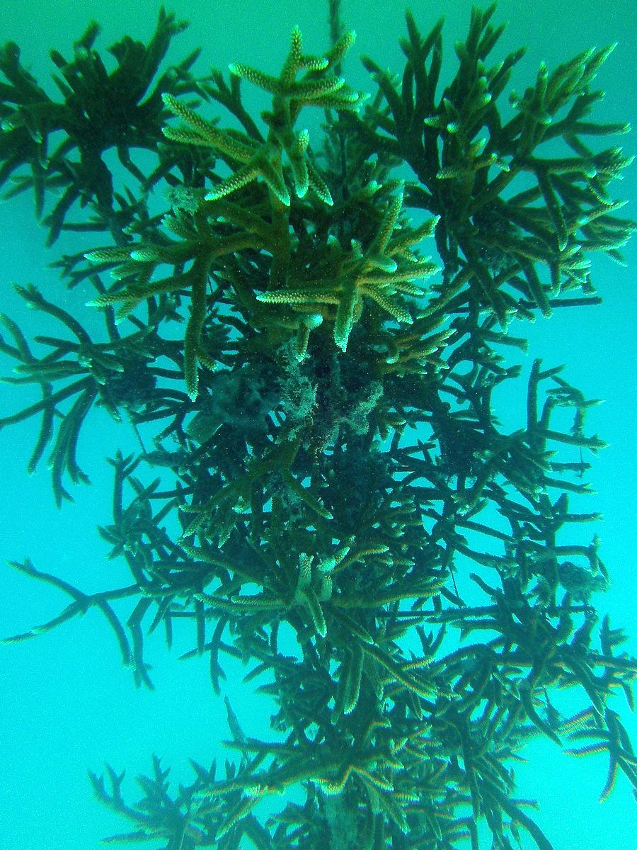 Coral Restoration: Nursery Farming and Replanting Menaced Species