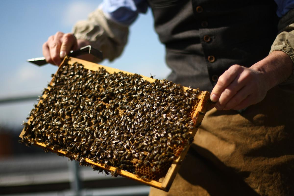 Widely Used Pesticide Linked to Bee Deaths, Say Scientists