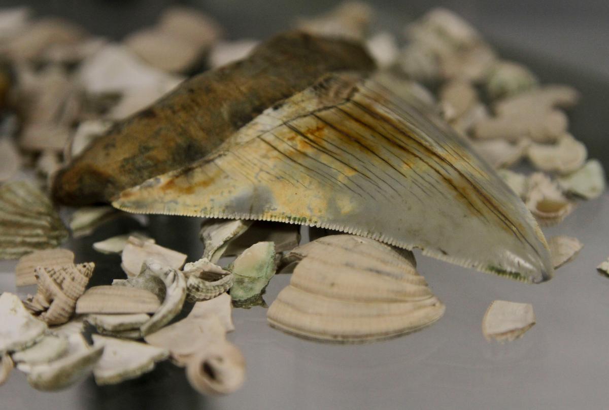 Gigantic Fossilized Shark Teeth Wash Up In North Carolina
