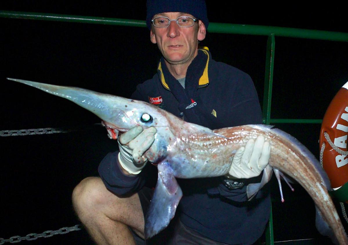 Alien Sharks on Discovery Channel Shark Week: Ghost Sharks aka Elephant Fish Facts and Picture