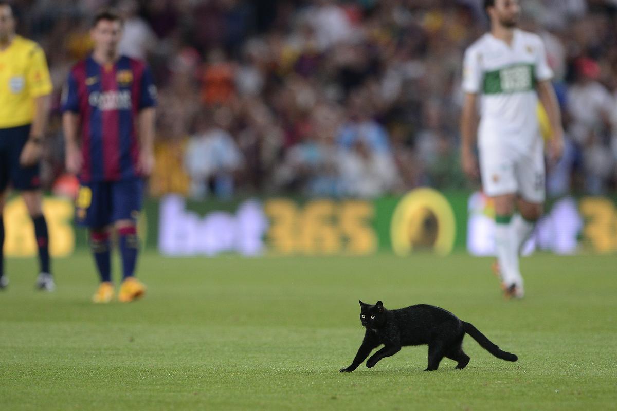 Black Cat at Camp Nou, Barcelona Video Today: Watch Javier Mascherano Chase Cat Away; Argentina Midfielder Gets Sent Off Later (+Photos)