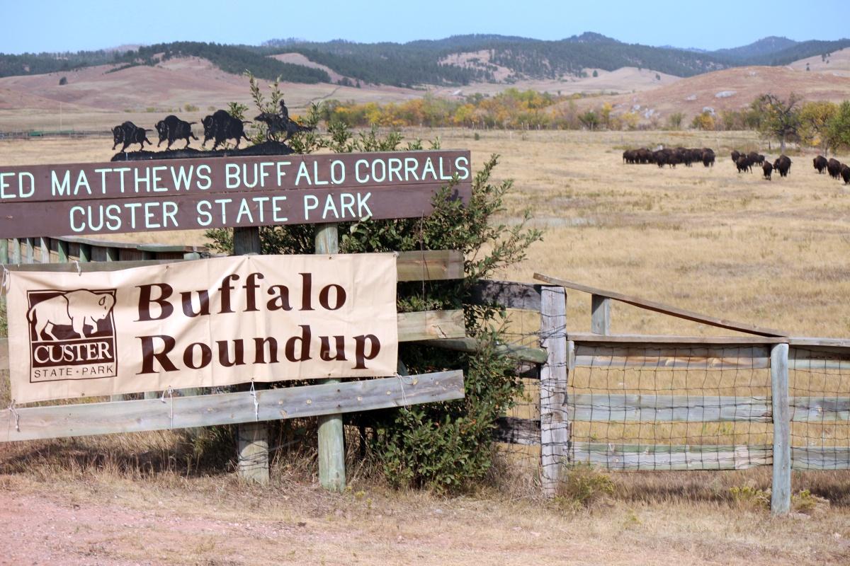 The Wild West Comes Alive at South Dakota’s Annual Buffalo Roundup