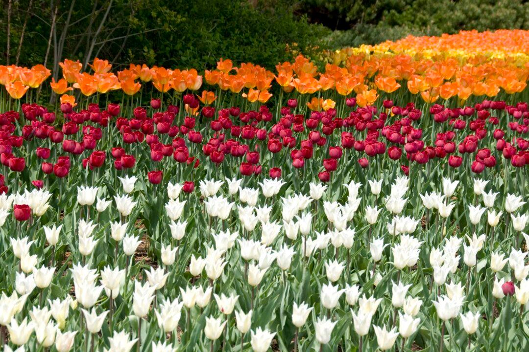 LIVE 5/9 AT 2 PM: 2026 Tulip Time Volksparade: Downtown Holland Saturday Festival and Dutch Dancers