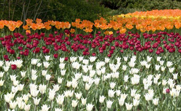 LIVE 5/9 AT 2 PM: 2026 Tulip Time Volksparade: Downtown Holland Saturday Festival and Dutch Dancers
