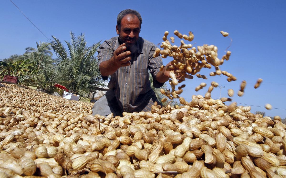 UV Light Removes 80 Percent of Allergens From Peanuts